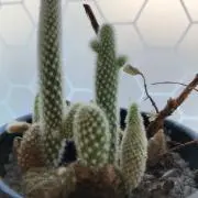 ふくの画像