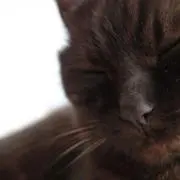 かぼちゃんまん