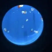 わっしょい坂田の画像