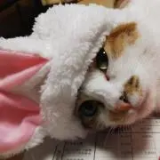 うさの画像