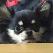 チワワ☆☆★☆