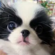 ペルの画像