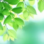 ☆4treeの画像
