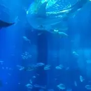 獅子舞の画像