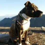 Bruno