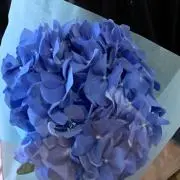 レオの画像