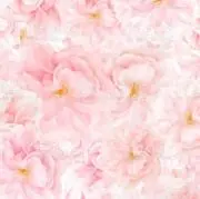 みーこ