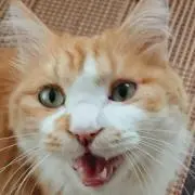 ぺんこの画像
