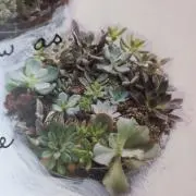 りんごの画像