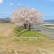たけ猫