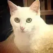 かぎしっぽの画像