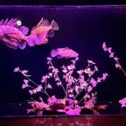 たいちょん