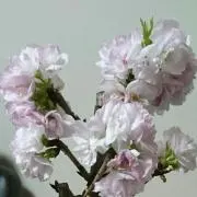 さくらこの画像