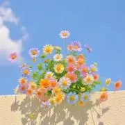 hanaの画像
