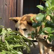なつの画像