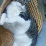 neko☆