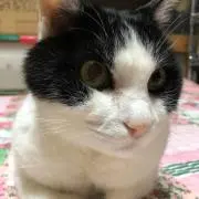 なないぬ
