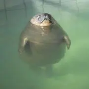 らうの画像