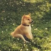 まめころの画像