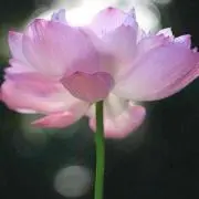 ♡Happy♡