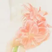 わの画像