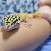 ちーこの画像