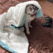 famの画像