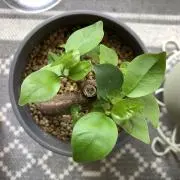グリーンちゃな☺︎の画像