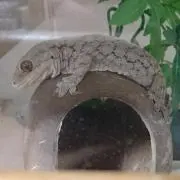 CANNELの画像