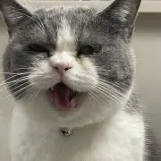 うさぎ