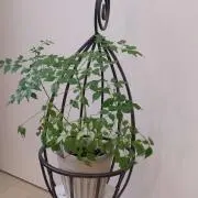 greenhomeの画像