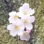 サイボーグの画像