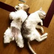 ねねの画像