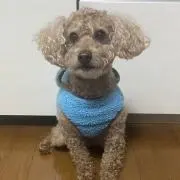 バファベルの画像