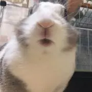 ＊Rabbit house＊の画像