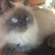 みみ