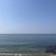 みんみんの画像