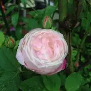 maronの画像