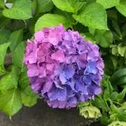 紫陽花の画像