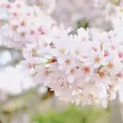 さくらの画像