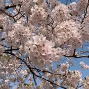 うーらら⭐︎の画像