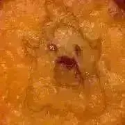 ちゃたろう【土日発送致します。】