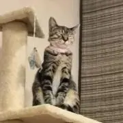 くえんさんの画像