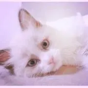 ぽてとちっぷの画像