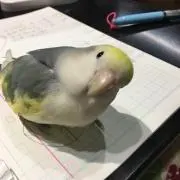 ぴよこ
