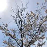 販売人の画像