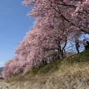 イラン実生 子株 - メルカリ