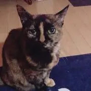 みーの画像