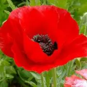Amapola★購入の際はコメント下さい