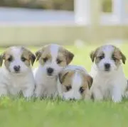パネル生地662 木漏れ日のうさぎガーデン - メルカリ